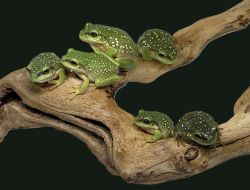 201-Litoria splendida